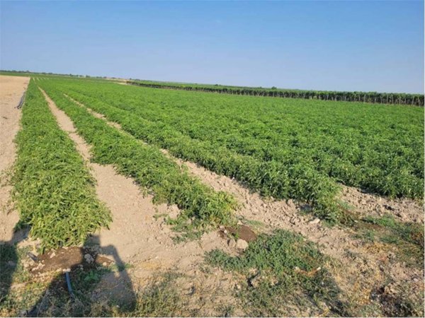terreno agricolo in vendita a Cerignola