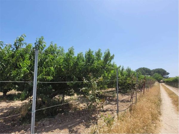 terreno agricolo in vendita a Cerignola
