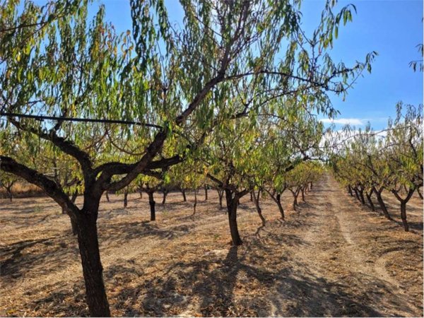terreno agricolo in vendita a Cerignola