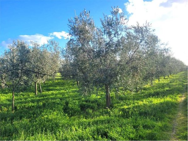 terreno agricolo in vendita a Cerignola