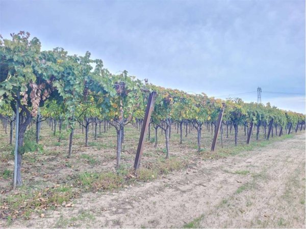 terreno agricolo in vendita a Cerignola
