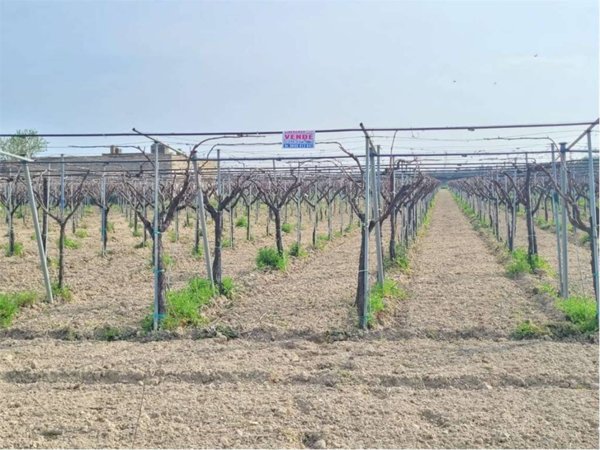 terreno agricolo in vendita a Cerignola