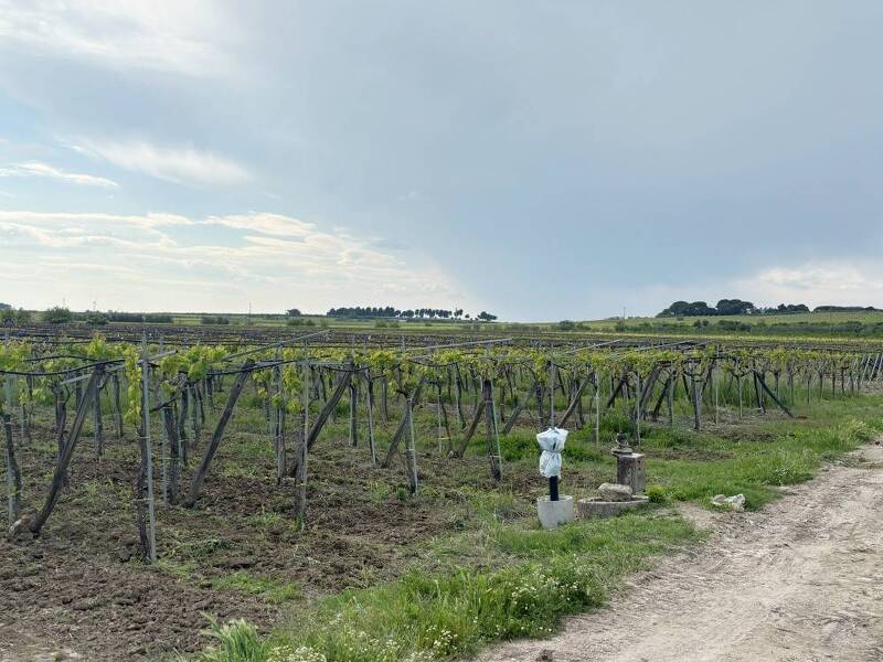 terreno agricolo in vendita a Cerignola