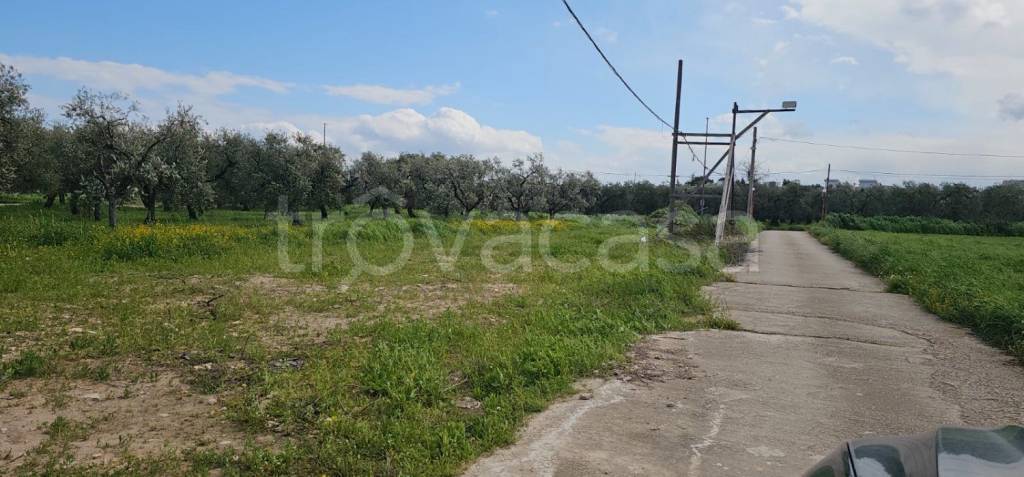 terreno agricolo in vendita a Cerignola