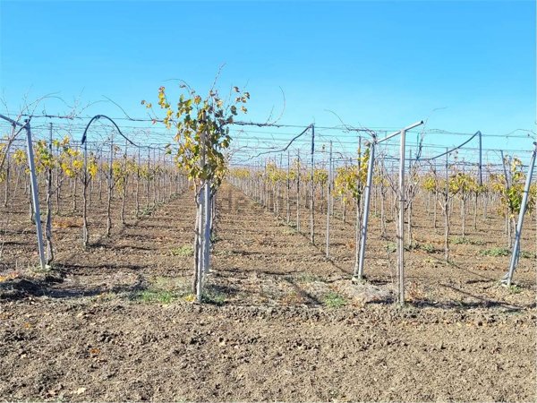 azienda agricola in vendita a Cerignola