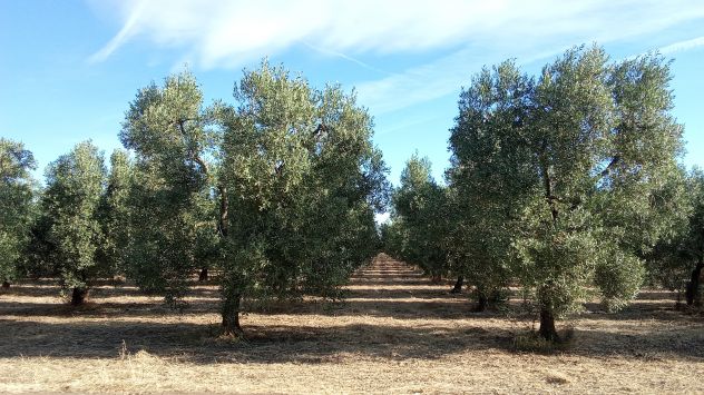 terreno agricolo in vendita a Cerignola