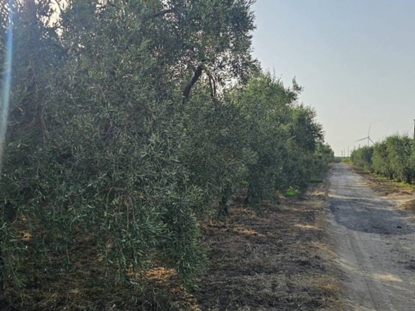 terreno agricolo in vendita a Cerignola in zona Moschella