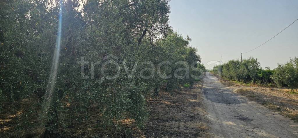 terreno agricolo in vendita a Cerignola in zona Moschella