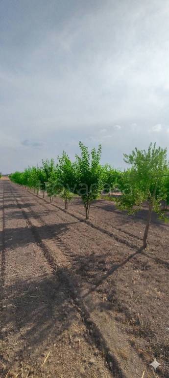 terreno in vendita a Cerignola
