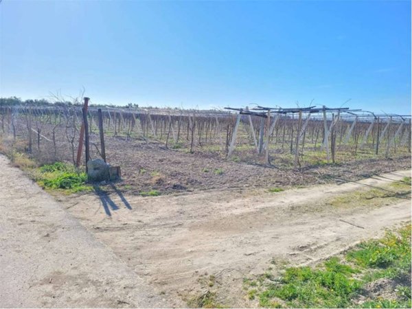 terreno agricolo in vendita a Cerignola in zona Moschella