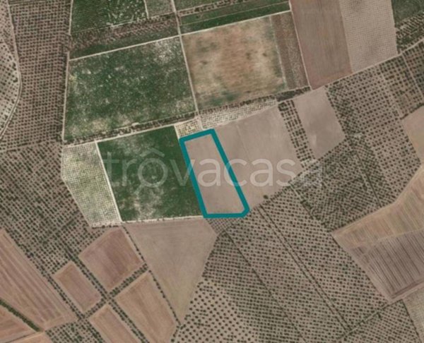 terreno agricolo in vendita a Cerignola in zona Moschella