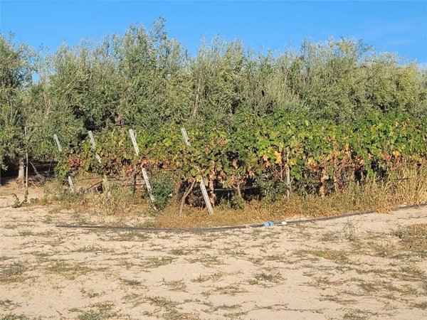 terreno in vendita a Cerignola