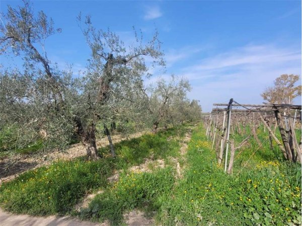 terreno agricolo in vendita a Cerignola in zona Moschella