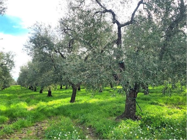 terreno agricolo in vendita a Cerignola in zona Moschella