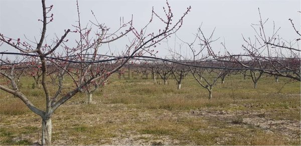 terreno in vendita a Cerignola in zona Moschella