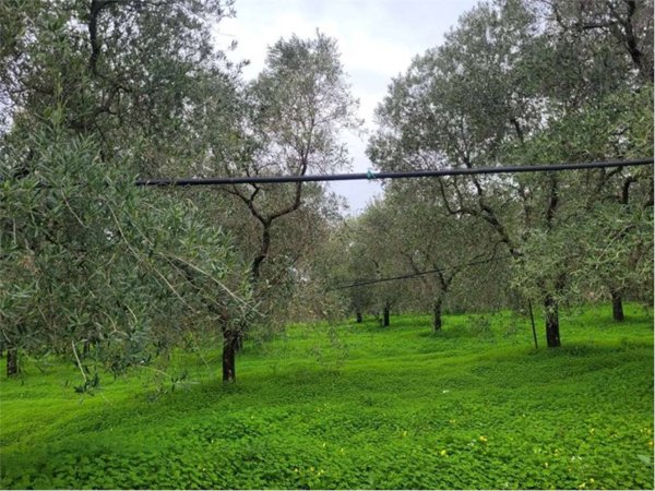 terreno agricolo in vendita a Cerignola in zona Moschella