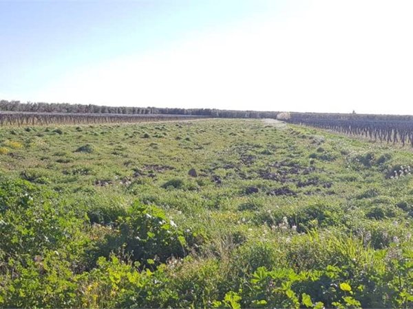 terreno agricolo in vendita a Cerignola in zona Moschella