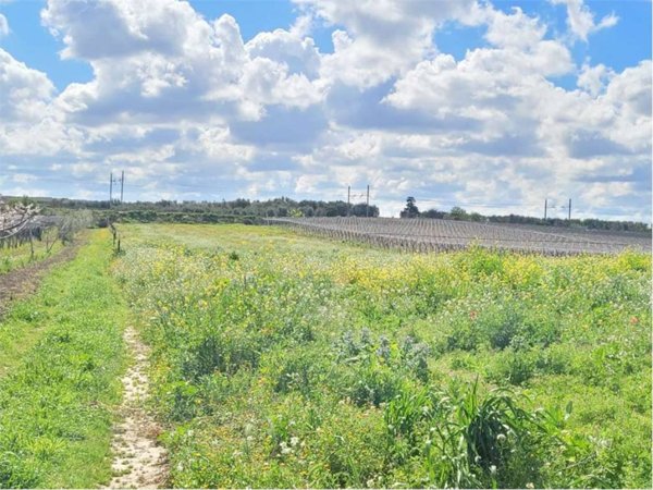 terreno agricolo in vendita a Cerignola in zona Moschella
