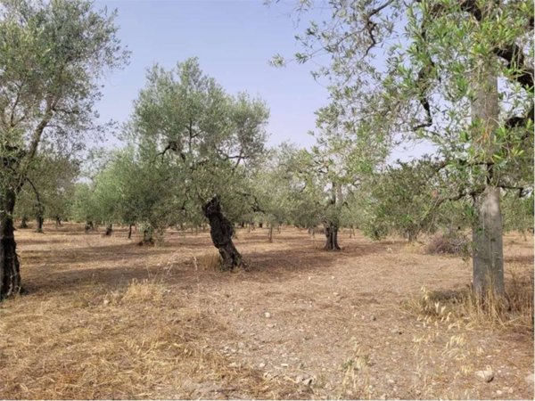 terreno agricolo in vendita a Cerignola in zona Moschella