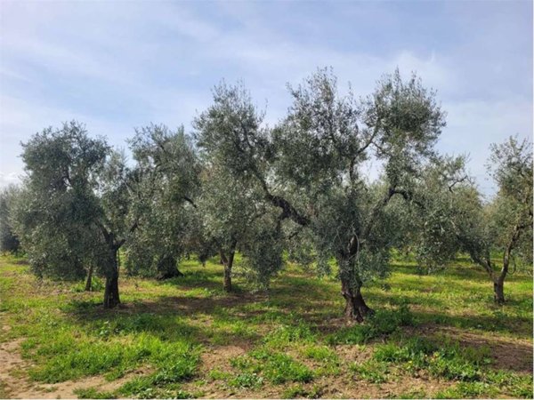 terreno agricolo in vendita a Cerignola in zona Moschella