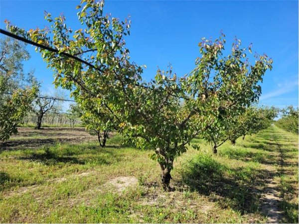 terreno agricolo in vendita a Cerignola in zona Moschella