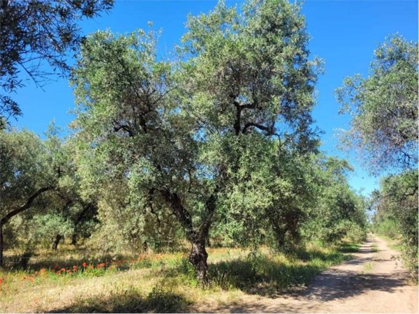 terreno in vendita a Cerignola