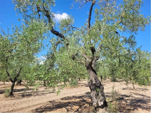 terreno agricolo in vendita a Cerignola in zona Moschella