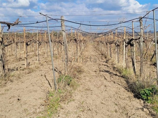 terreno in vendita a Cerignola