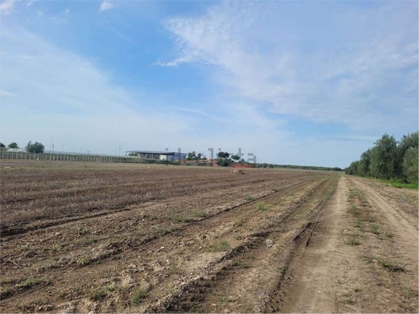 terreno in vendita a Cerignola in zona Moschella