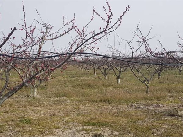terreno agricolo in vendita a Cerignola in zona Moschella