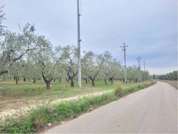 terreno agricolo in vendita a Cerignola in zona Moschella
