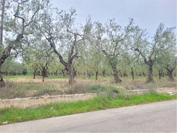terreno agricolo in vendita a Cerignola in zona Moschella