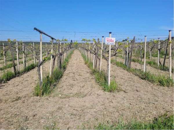 terreno agricolo in vendita a Cerignola in zona Moschella