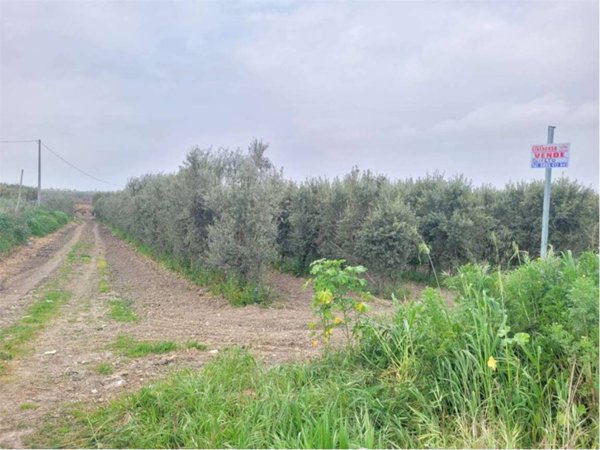terreno agricolo in vendita a Cerignola in zona Moschella