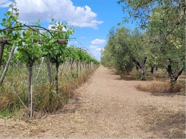 terreno agricolo in vendita a Cerignola in zona Moschella