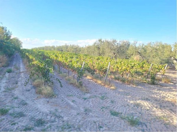 terreno agricolo in vendita a Cerignola in zona Moschella