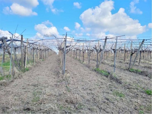 terreno agricolo in vendita a Cerignola in zona Moschella