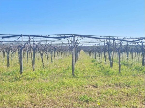 terreno agricolo in vendita a Cerignola in zona Moschella
