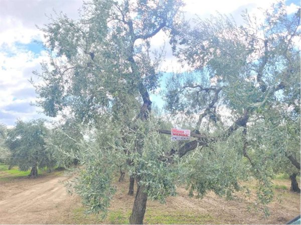 terreno agricolo in vendita a Cerignola in zona Moschella