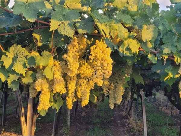 terreno agricolo in vendita a Cerignola in zona Moschella