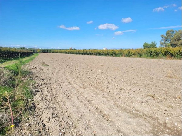 terreno agricolo in vendita a Cerignola in zona Moschella