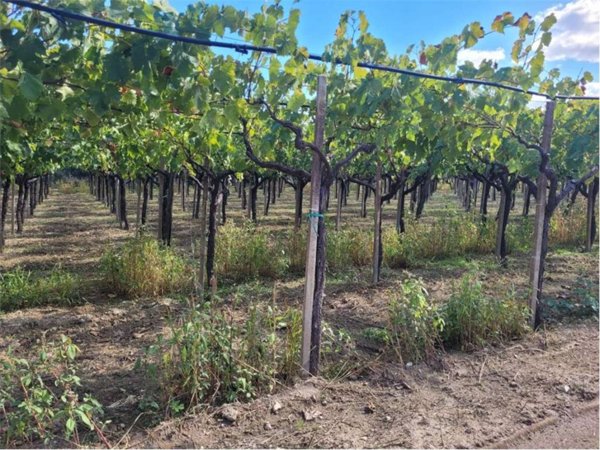 terreno agricolo in vendita a Cerignola in zona Moschella