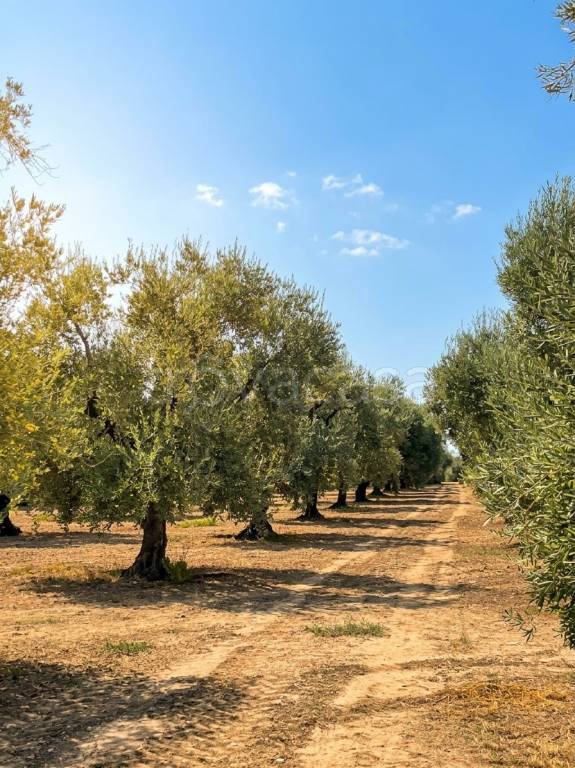 terreno agricolo in vendita a Cerignola in zona Moschella