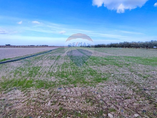 terreno agricolo in vendita a Foggia