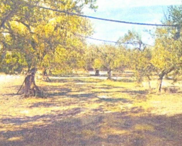 terreno agricolo in vendita a Foggia