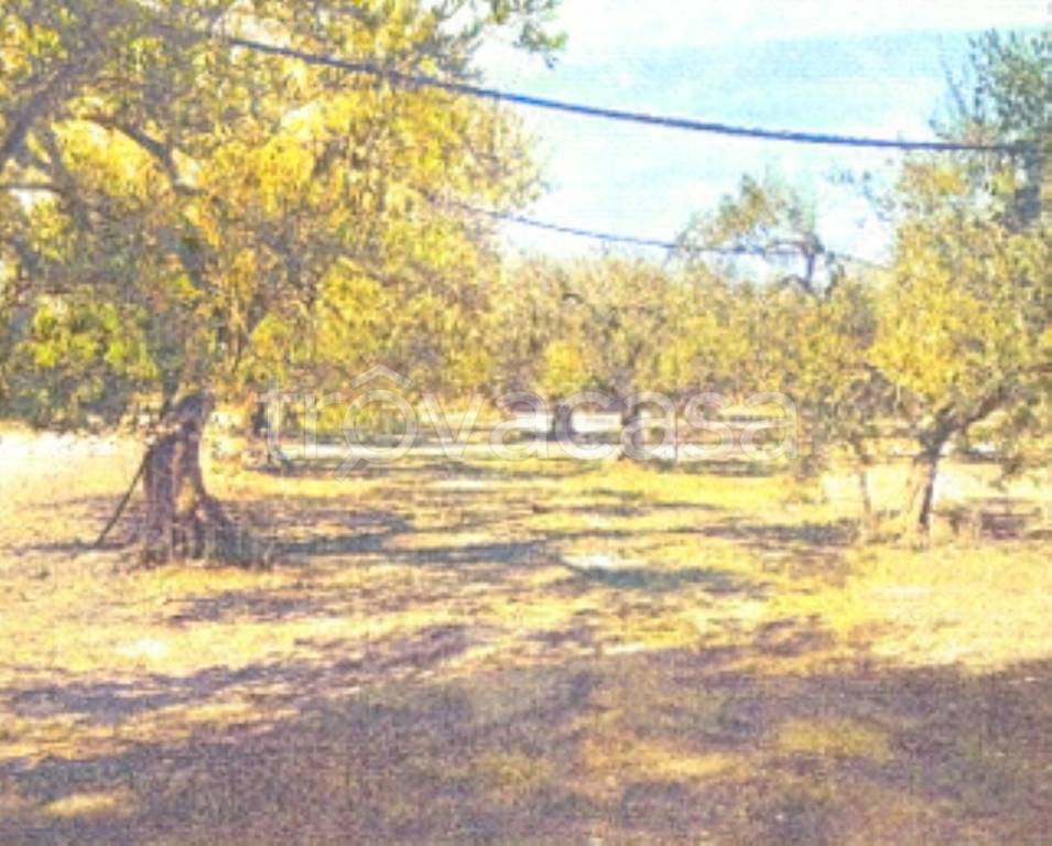 terreno agricolo in vendita a Foggia in zona Tavernola