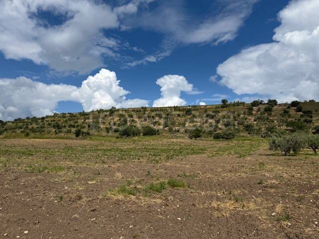 terreno agricolo in vendita a Foggia