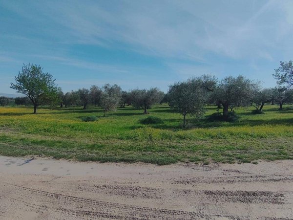 terreno agricolo in vendita a Foggia in zona Arpinova
