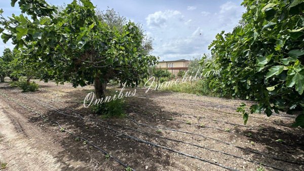 terreno agricolo in vendita a Foggia