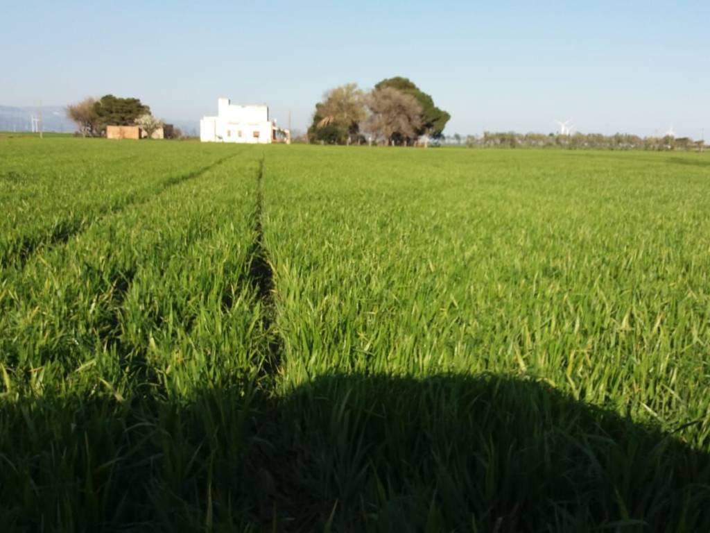 terreno agricolo in vendita a Foggia